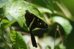Chioides albofasciatus