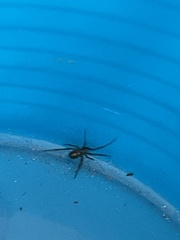 Latrodectus hesperus