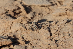 Cicindela hirticollis