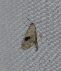 Abablemma duomaculata