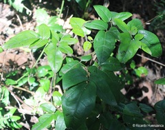 Lardizabala biternata