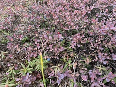 Vaccinium uliginosum