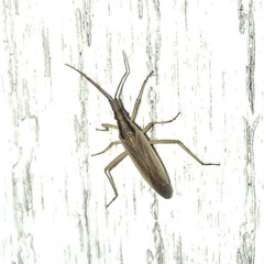 Stenodema trispinosum