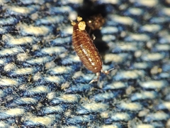 Trichoniscus pusillus