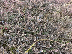 Vaccinium uliginosum