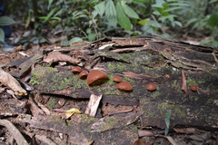 Auriculariaceae