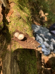 Pseudocolus fusiformis
