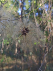Clematis reticulata