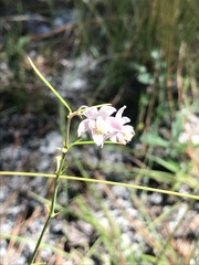 Asclepias cinerea