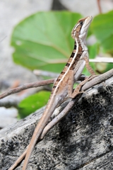 Basiliscus