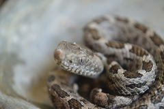 Crotalus ravus