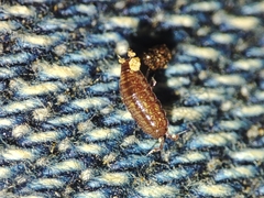 Trichoniscus pusillus