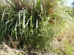 Cortaderia selloana