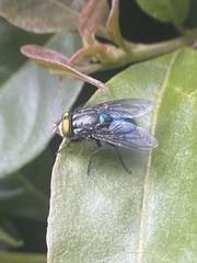 Sarconesiopsis magellanica