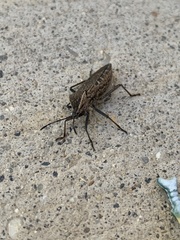 Anasa tristis
