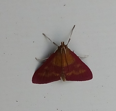 Pyrausta laticlavia