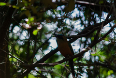 Momotus subrufescens