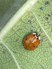 Hesperomyces harmoniae