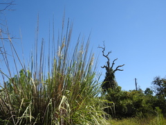 Cortaderia selloana