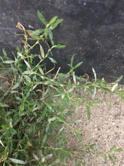 Polygonum aviculare