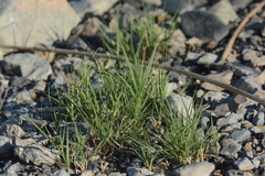 Distichlis spicata