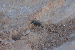 Cicindela ocellata