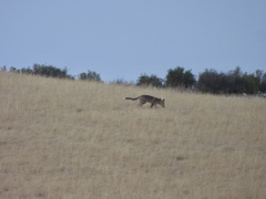 Vulpes vulpes silacea