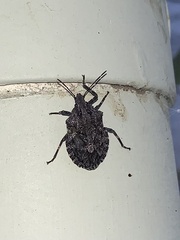 Brochymena quadripustulata