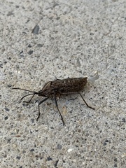 Anasa tristis