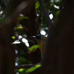 Momotus subrufescens