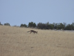 Vulpes vulpes silacea