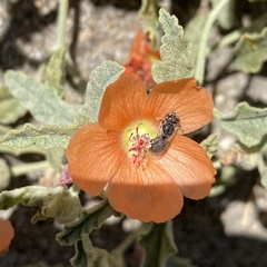 Macroteropsis