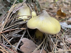 Tricholoma davisiae