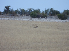 Vulpes vulpes silacea