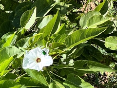 Ipomoea pauciflora