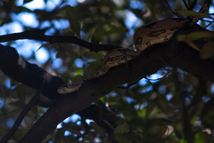Boa constrictor