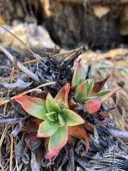 Dudleya caespitosa