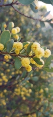 Acacia brachybotrya
