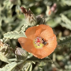 Macroteropsis