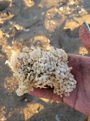 Muricidae