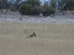 Vulpes vulpes silacea