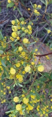 Acacia brachybotrya