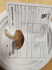 Pluteus