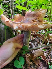 Armillaria mellea