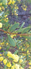 Acacia brachybotrya