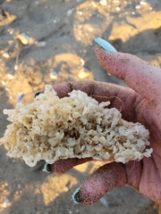 Muricidae