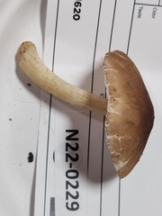 Pluteus