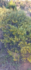 Acacia brachybotrya
