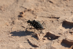 Cicindela ocellata