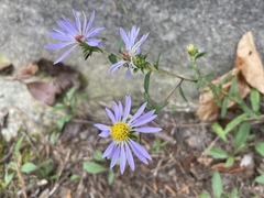 Eurybia surculosa